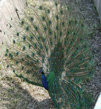 peacock